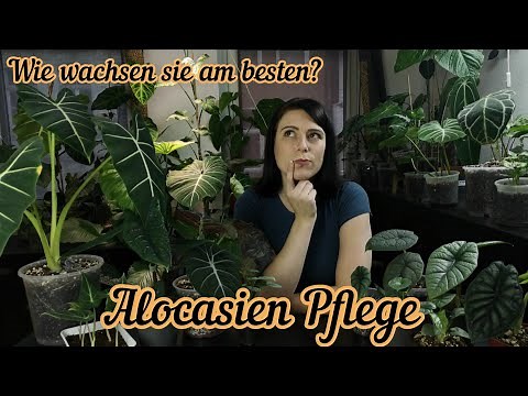 Alocasia Pflege | Licht, Temperatur, Gießen, Substrat, Vermehrung