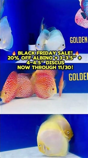 Black Friday Discus Sale! 20% OFF Select Fish