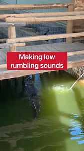 2M views · 39K reactions | My Alligators Talk To Each Other!!!  | Corbin Maxey | Facebook