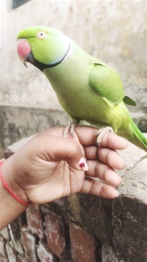 cute parrot voice video #parrot #talkingparot