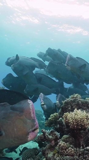 61K views · 3K reactions | Nothing beats a great smile  Those distinctive smiles are actually fused teeth that form a very strong parrot like beak, allowing Parrotfish to chomp away at corals all day long in their quest to eat the algae covering it. If a parrotfish smile doesn't put a smile on your face, we don't know what will.  www.instagram.com/tomsunderwaterphotography | Master Reef Guides | Facebook