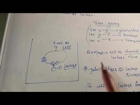 Full concept of lac operon with explanation of constitutive and non constitutive genes