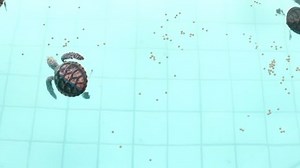 Sea Turtles Eating Pellets Breeding Ponds Stock Footage Video (100% Royalty-free) 1009290944 | Shutterstock