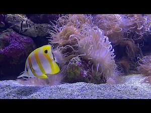 Calming Sea Anemone video | SEA LIFE Sydney Aquarium