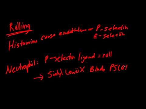 Diapedesis / Extravasation Made Simple!