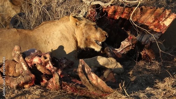 Close-up shot of a lion ripping and pulling at the skin of a killed animal