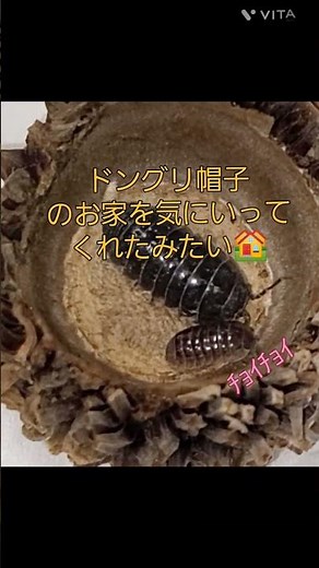 ダンゴムシ飼育中～🐰#ダンゴムシ#自由研究#育成