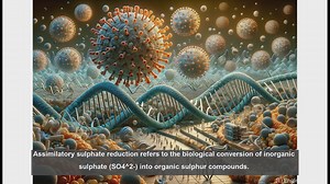Assimilatory sulphate reduction in biology