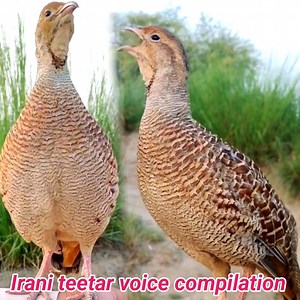 252K views · 18K reactions | Gray francolin teetar voice compilation | teetar sounds  | BIRD 24 | Facebook