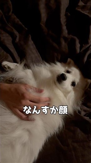 え？僕悪いことしてますか？ #日本スピッツ #中型犬 #犬のいる暮らし