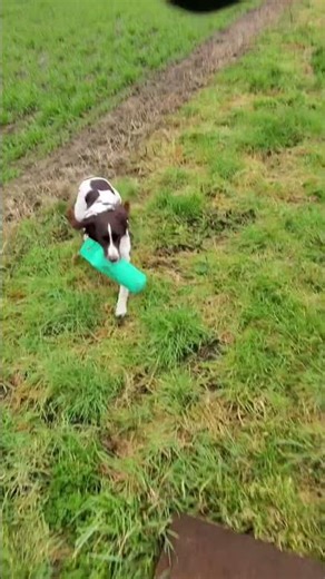 RayBan Meta POV gun dog training session | Working springer spaniel