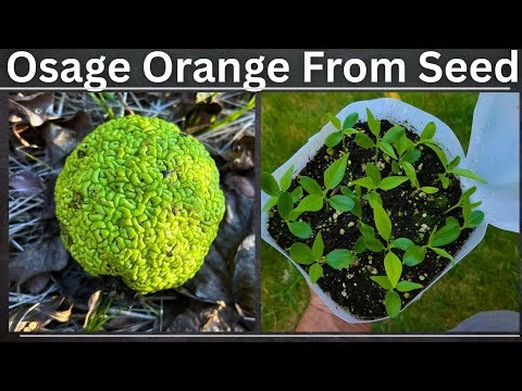 How To Grow Hedge Apples From Seed (Osage Orange)