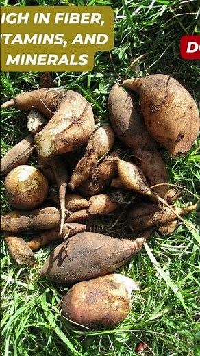 Do You Know Yacon Exploring the Health Benefits of this Sweet and Crunchy Root!