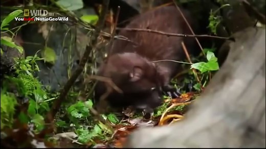 BBC Documentary 2016 - Wild Alaska - National Geographic Documentary HD