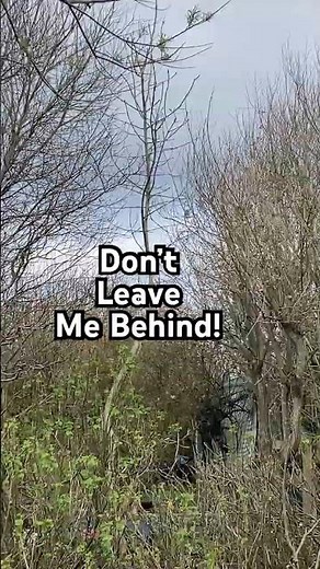 Swans going South - Don’t get Left behind! #swans #croftlife