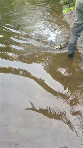 Green River Chum Salmon fishing Oct 31st...