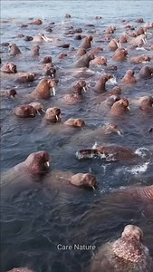 Are Walruses Really Dying Off FAST? #walrus #carenature #animalfacts #natureshorts #Wildlife #amazingfacts | Care Nature