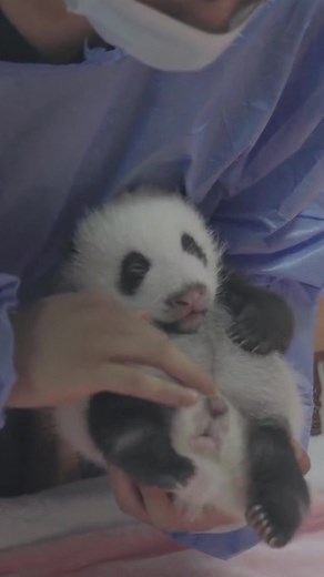 Newborn Baby Pandas and Their Special Care