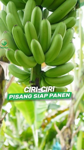 139K views · 3.8K reactions | Panen pisang yang bikin emosi  Gimana...