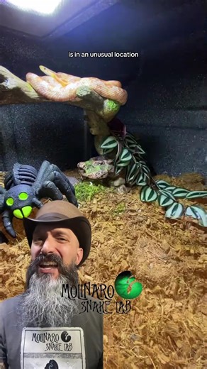 72K views · 1.3K reactions | Checking in on the corn snakes while they brumate! | The Molinaro Snake Lab | Facebook