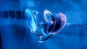 Inner Ear Hearing Process Medical Animation Stock Footage Video (100% Royalty-free) 8265508 | Shutterstock