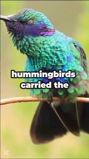 Hummingbirds: Nature’s Fastest Flying Marvels!