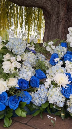 Fresh Cut Flower Farm on Instagram: "Happy Hanukkah from your friends at HvH Flowers 💙 #suisunvalley #visitsuisunvalley #hvhflowers #hanukkah #hanukkahflowers"