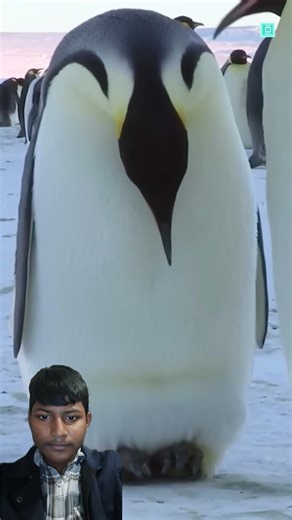 #aestheic #penguin