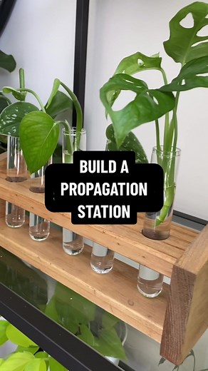 Crafting Green Dreams: DIY Wooden Propagation Station for Houseplants. Join us in this inspiring TikTok video where we'll walk you through the process of building your very own wooden propagation station for houseplants, complete with glass test tubes. Get ready to channel your inner carpenter and plant lover for a project that marries functionality with aesthetics. Learn the steps to create a stylish, custom propagation station using wood and glass test tubes. Not only will you gain a dedicated