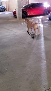 My beautiful Angus is so focused! We just put food out for our outside kitty and he can't wait to see him. I'm going to try and bring this baby inside once he trusts me. ❤️❤️ | Anne Dowe