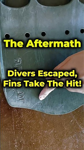 Triggerfish Attack - How To Escape