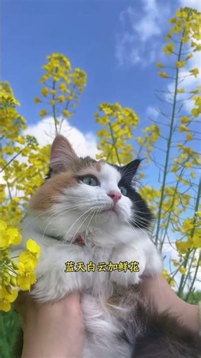 Unveiling the Magnificent Calico Cat: A Viral Sensation