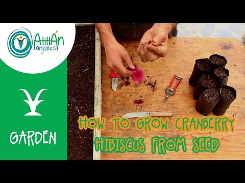 How to Grow Cranberry Hibiscus from Seed | Cranberry Hibiscus Seed Propagation | Atitlan Organics