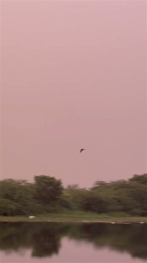 Capture a Birds unity 🦅🪽#birds #live #shorts #eveningvibes #flying