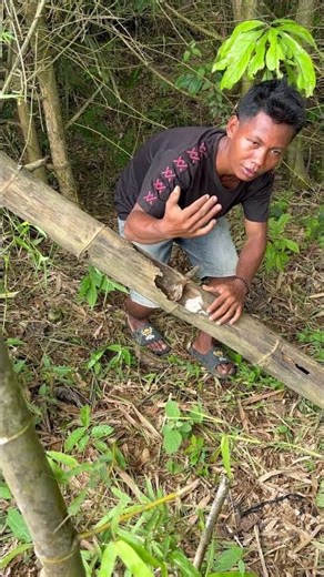 This guinea pig hides in bamboo