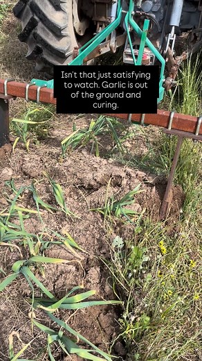 We harvested some o f our garlic over the weekend and there is nothing more satisfying than watching the undercutter do its job. Not long until we have garlic back in stock. . . . . #garlicharvest #garlic #australiangarlic #farmingaustralia | Balmattum Garlic
