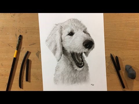 Charcoal Drawing of a Golden Doodle - Dog Portrait