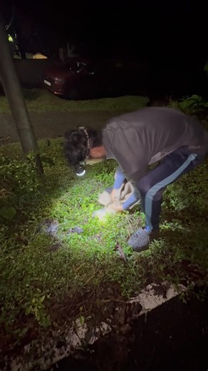 Easy rescue a Indian rock python🤩💚