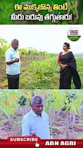 ఈ మొక్కజొన్న తింటే బరువు తగ్గుతారు! | Eating this corn will help lose weight!- ABN Agri#shotsfeed