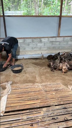 My Ducks Go Crazy When It's Feeding Time!