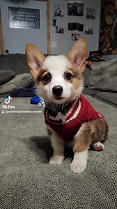 1K views · 29 reactions | Our gift shop will be CARD ONLY today unless you have exact change. Sorry for the inconvenience. Enjoy this video of Kinoko our corgi. | Nomad's Animal Encounter | Facebook