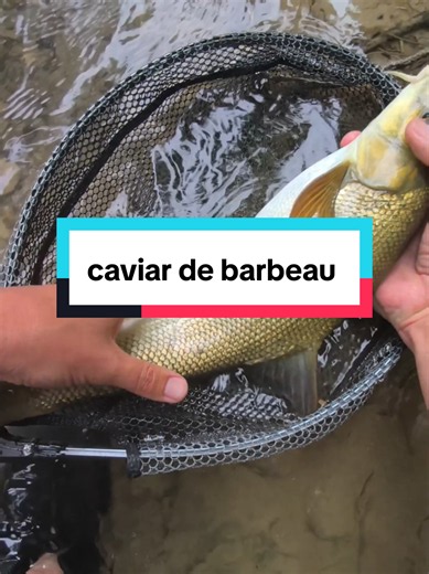 c'est la première fois que cela m'arrive à la pêche, j'ai laissé les poissons tranquille après #peche #fish #impossible #poisson #pourtoi