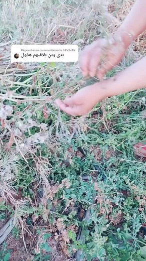 Exploring Snails in Nature: A Close-Up Interaction