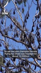 Australian flying foxes are nomadic and roam over vastly larger distances than previously thought, researchers found. https://bbc.in/328xUd6 | BBC News