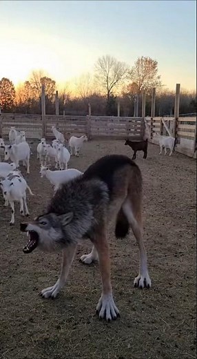 Man Turns Into a Wolf at a Goat Farm 😱 | AI Transformation Caught on Camera