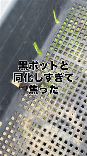 【エゾマイマイカブリ】益虫だけどキモい