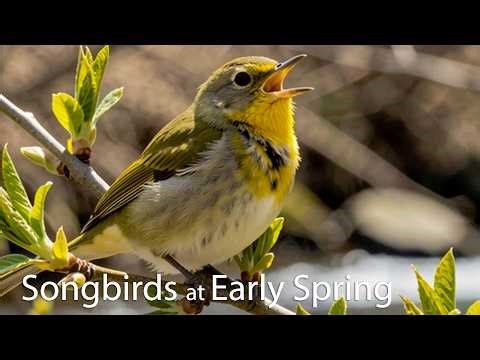 The most beautiful Birds of Spring!