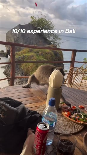 Home of the funky monkeys on Instagram: "Can’t a man just grab a quick slice . Follow -> @monkey.posting . . . . . . . . . . . . #skibidibbydibyodadubdubyodadubdubskibidibbydibyodadubdubyodadubdub #meme #memes #bestmemes #funny #instamemes #funnymemes #dankmemes #offensivememes #edgymemes #monkeymondays #primates #memepage #chimps #dank #memesdaily #chimp #memestar #monkeymonday #humor #ironymeme #igmemes #ironymemes #memeaccount #monkeyseemonkeydo #relatablememes #monkeymeme #irony"