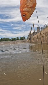 1M views · 10K reactions | First catch off a goldfish! #fishing | Tonystayfishin 2.0 | Facebook