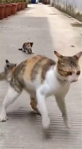 🐱⚔️ Mother Cat Fights Off a Dangerous Predator to Protect Her Kittens | Extreme Animal Courage